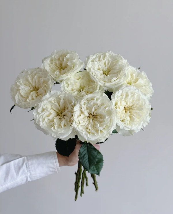 Mayra's White Rose plant丨Your roses