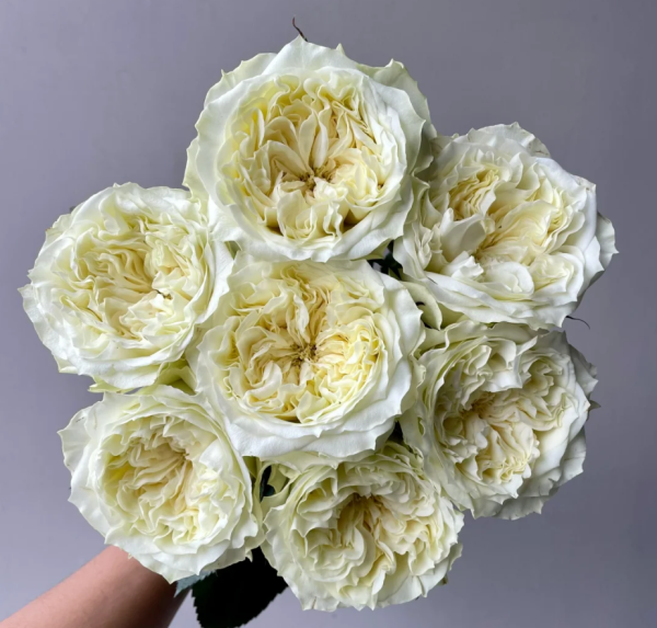 Mayra's White Rose for sale 丨Your roses