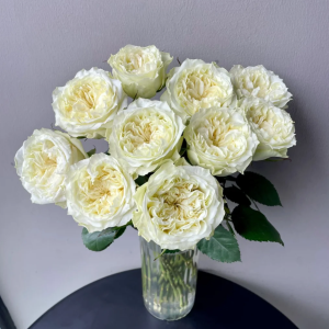 Mayra's White Rose 丨Your roses