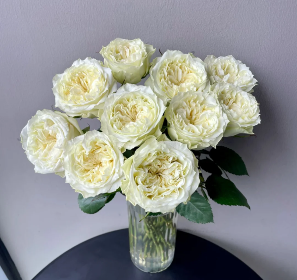 Mayra's White Rose 丨Your roses