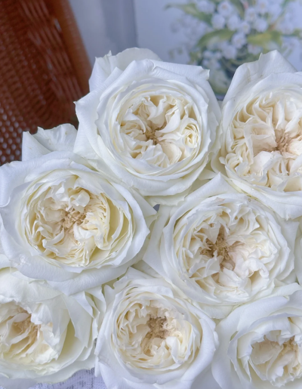 Mayra's White Rose plant丨Your roses