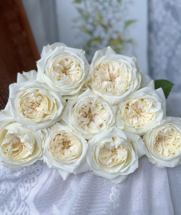 Mayra's White Rose 丨Your roses