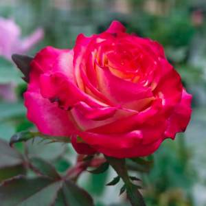 Memphis Rose丨Your roses