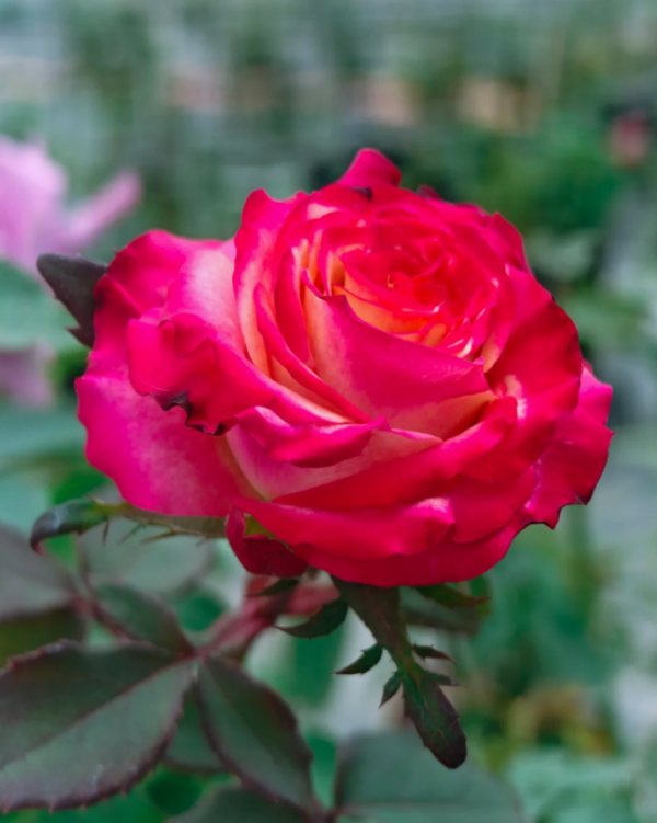 Memphis Rose丨Your roses