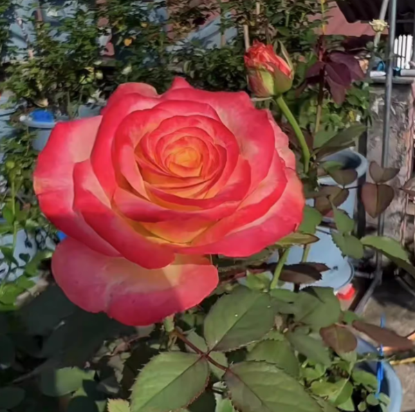 Memphis Rose plant丨Your roses