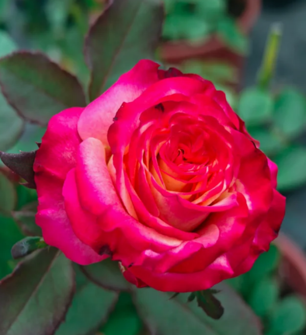 Memphis Rose丨Your roses