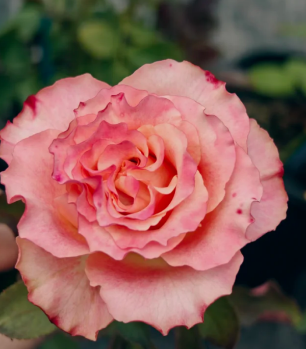 Memphis Rose for sale丨Your roses