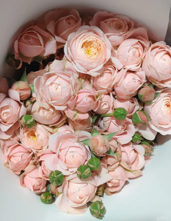 New SPS Rose丨Your roses