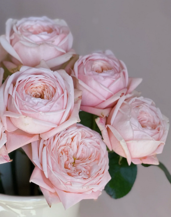 New SPS Rose for sale丨Your roses