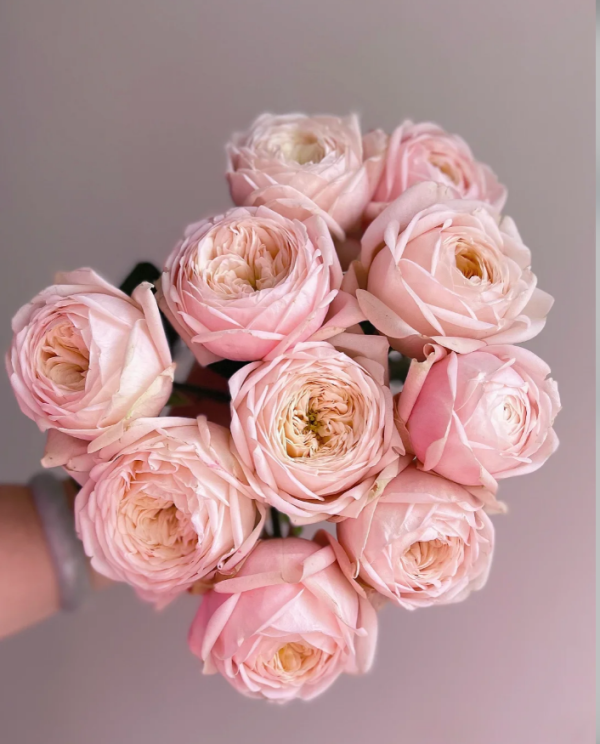 New SPS Rose plant丨Your roses
