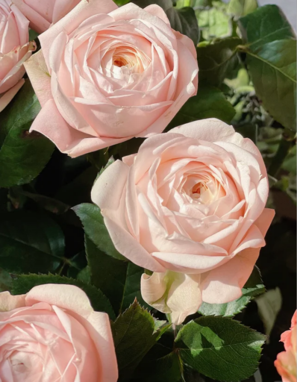 New SPS Rose plant丨Your roses