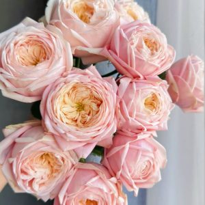 New SPS Rose丨Your roses