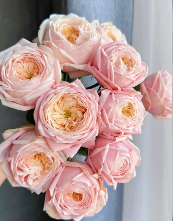 New SPS Rose丨Your roses