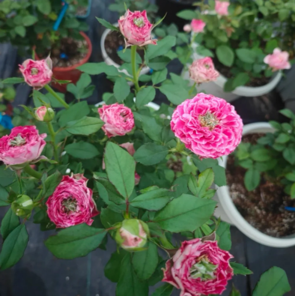 Piccadilly Circus Rose for sale丨Your roses