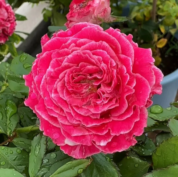 Piccadilly Circus Rose丨Your roses