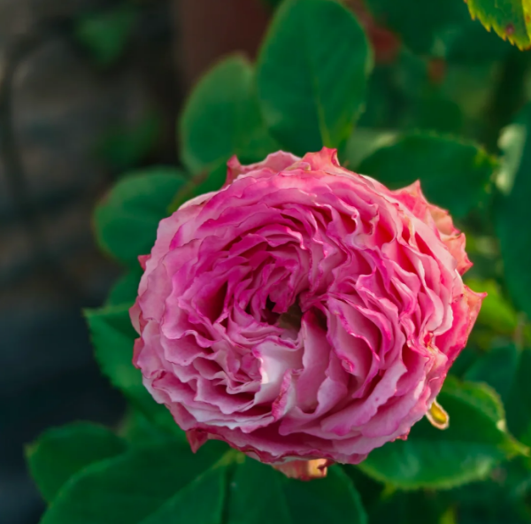 Piccadilly Circus Rose plant丨Your roses