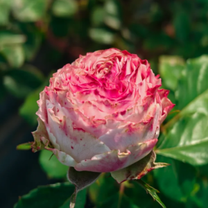 Piccadilly Circus Rose丨Your roses