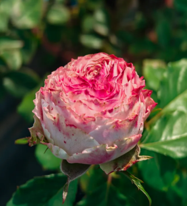 Piccadilly Circus Rose丨Your roses