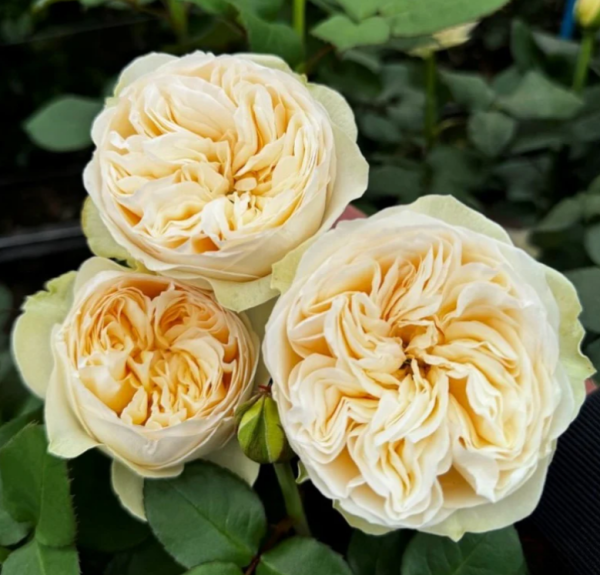 Royal Romance Rose plant丨Your roses