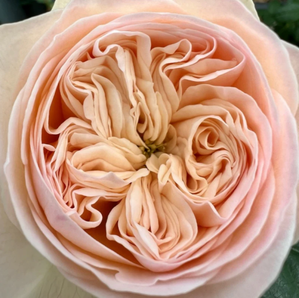 Royal Romance Roses丨Your roses