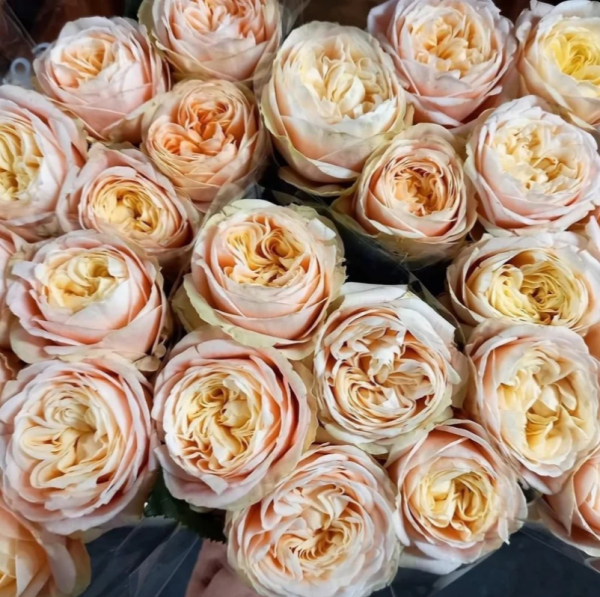 Royal Romance Rose for sale丨Your roses