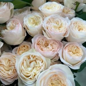 Royal Romance Rose丨Your roses