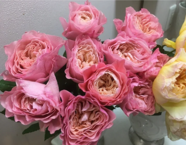Sen Rose plant丨Your roses