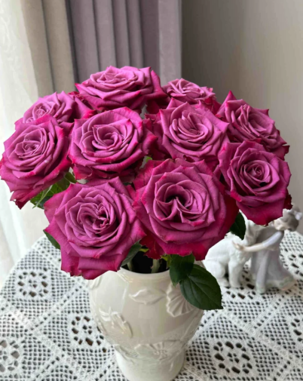 Serenade Rose丨Your roses