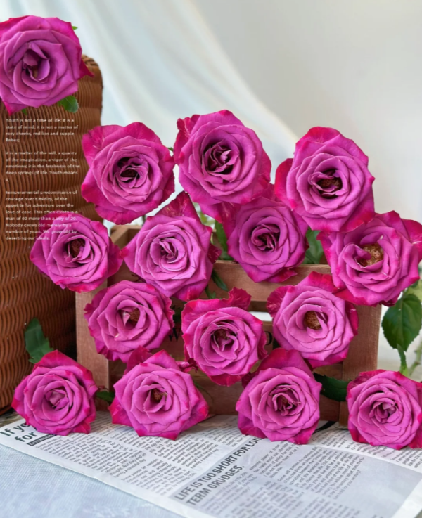 Serenade Rose plant丨Your roses