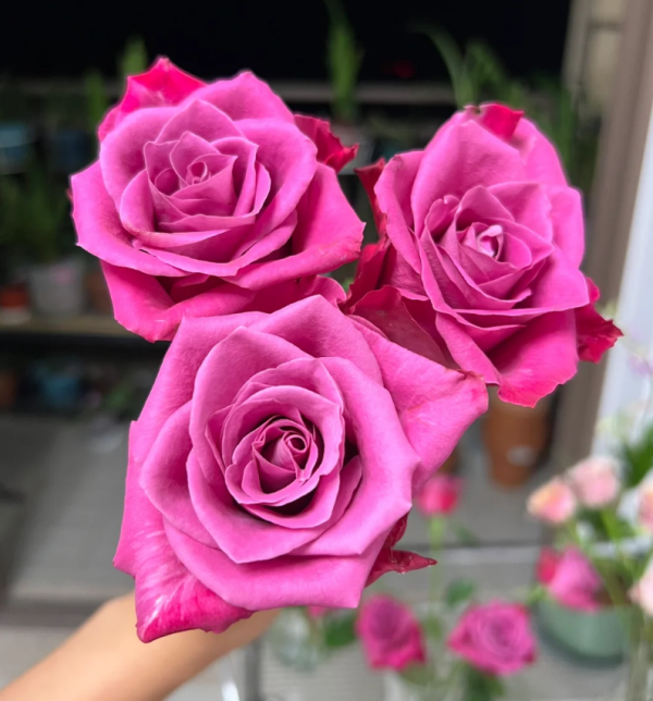 Serenade Rose for sale丨Your roses