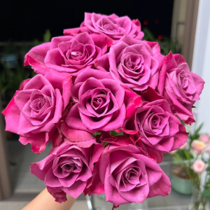 Serenade Rose丨Your roses
