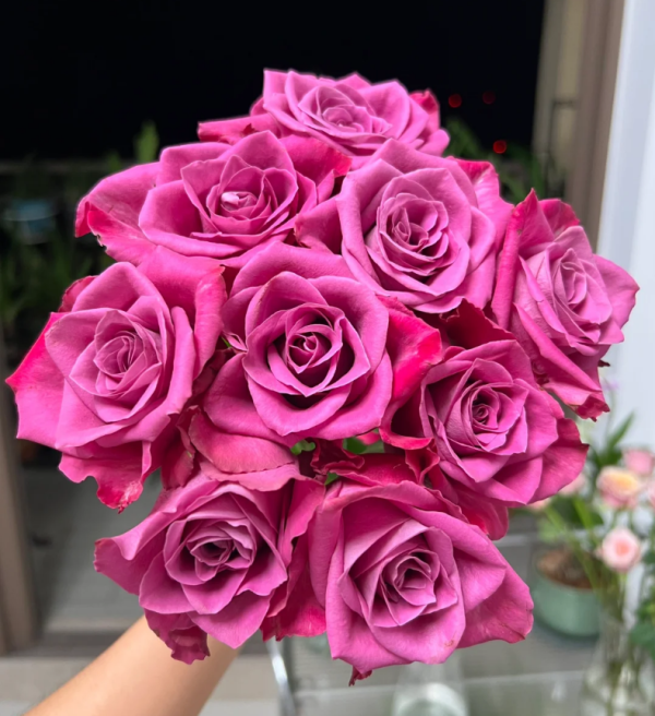 Serenade Rose丨Your roses