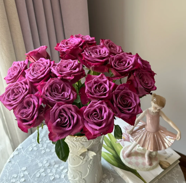 Serenade Rose plant丨Your roses