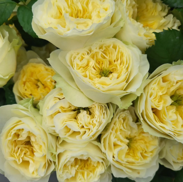 Solsbury Hill Rose plant丨Your roses