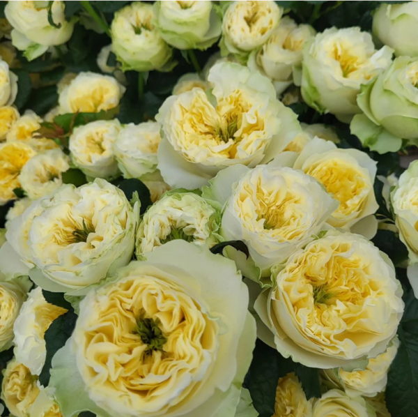 Solsbury Hill Rose for sale丨Your roses