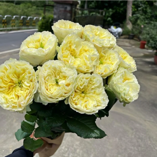 Solsbury Hill Rose丨Your roses