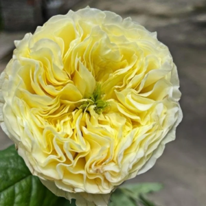 Solsbury Hill Rose丨Your roses