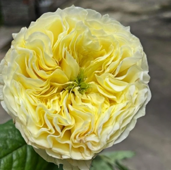 Solsbury Hill Rose丨Your roses
