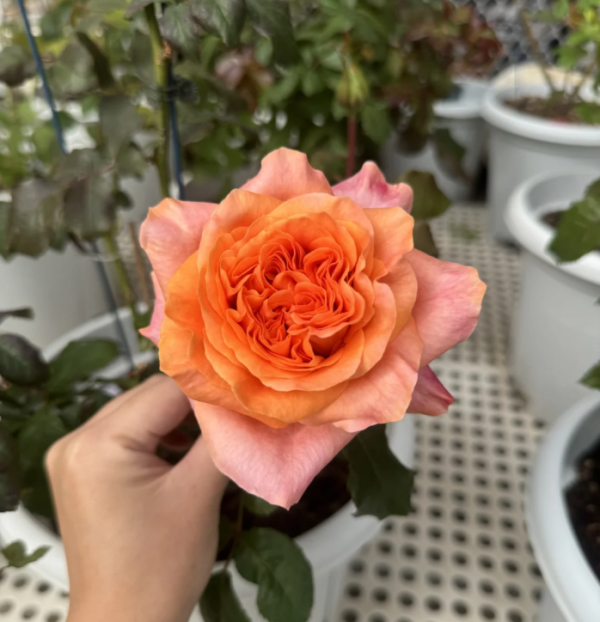 Special Song Rose for sale丨Your roses