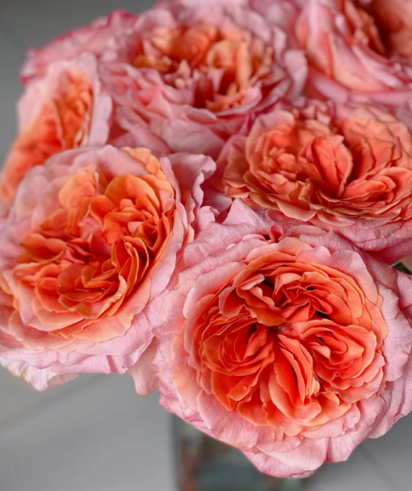 Special Song Rose丨Your roses