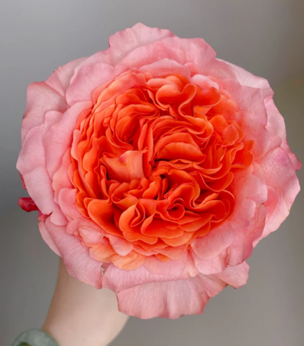 Special Song Rose丨Your roses