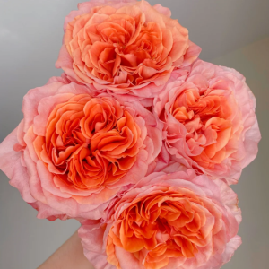 Special Song Rose丨Your roses