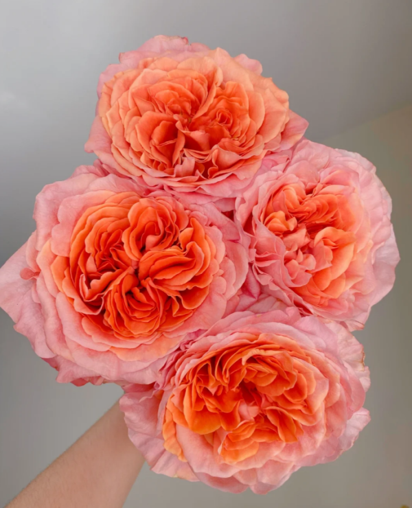 Special Song Rose丨Your roses