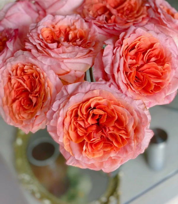 Special Song Rose plant丨Your roses