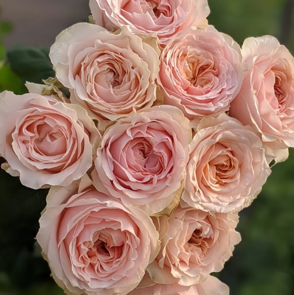Victorian Dream Rose for sale丨Your roses