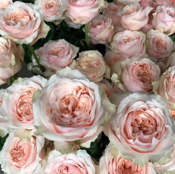 Victorian Dream Rose plant丨Your roses
