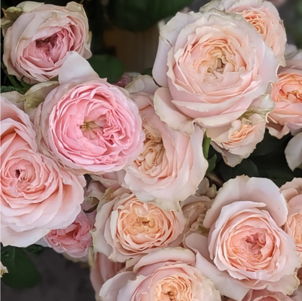Victorian Dream Rose丨Your roses