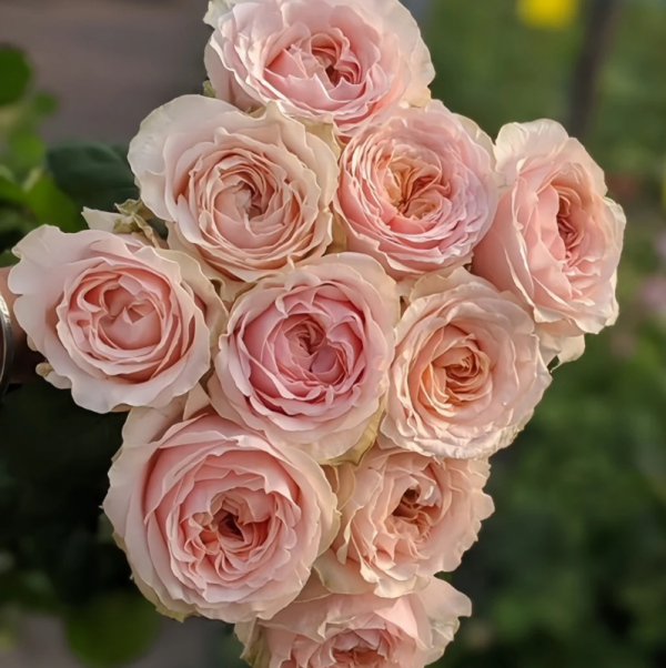 Victorian Dream Rose丨Your roses