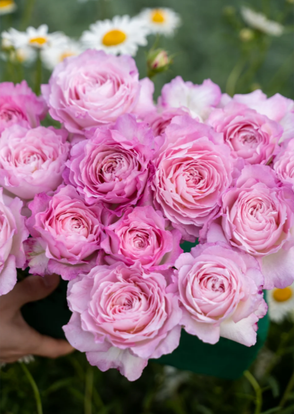 Xingyuan Xueqing Rose丨Your roses