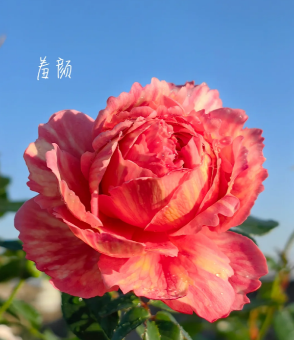 Xiuyan Rose plant丨Your roses